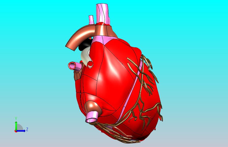heart人的心脏模型