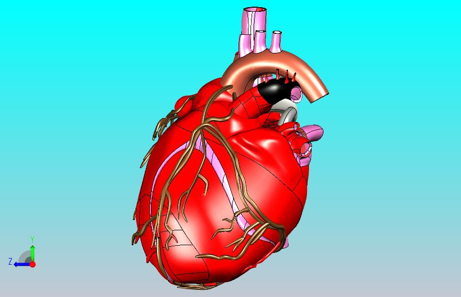 heart人的心脏模型