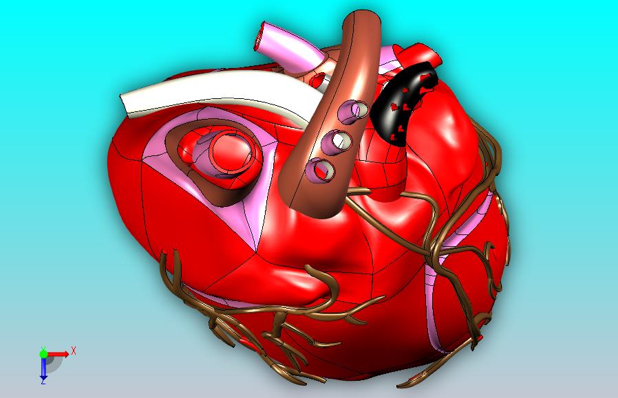 heart人的心脏模型