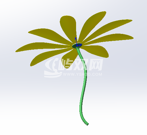 小黄花模型
