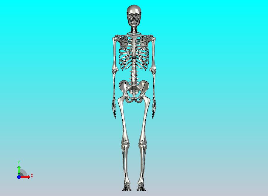 解剖学人体骨架结构