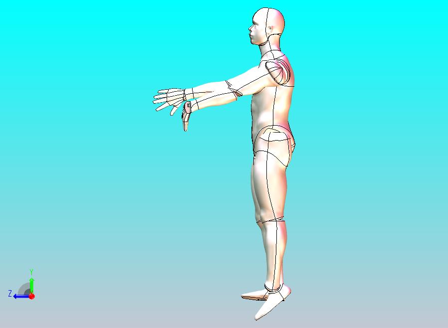 3D人体模型-可自由活动姿态自由调节