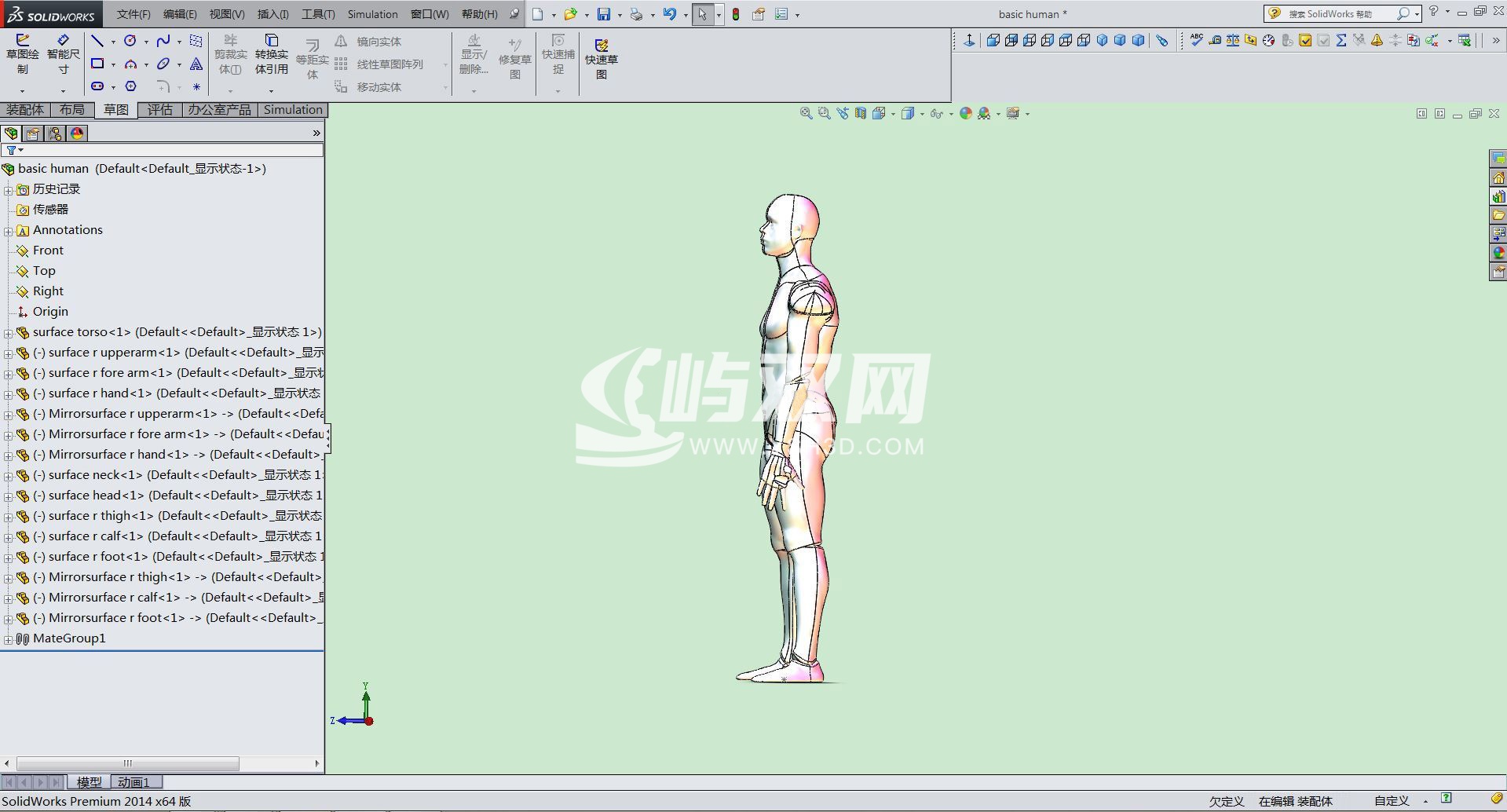 3D人体模型-可自由活动姿态自由调节
