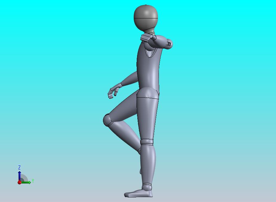 关节可动人体模型