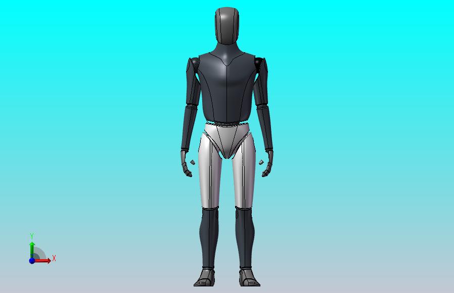 人体模型（男性）