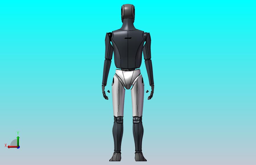 人体模型（男性）