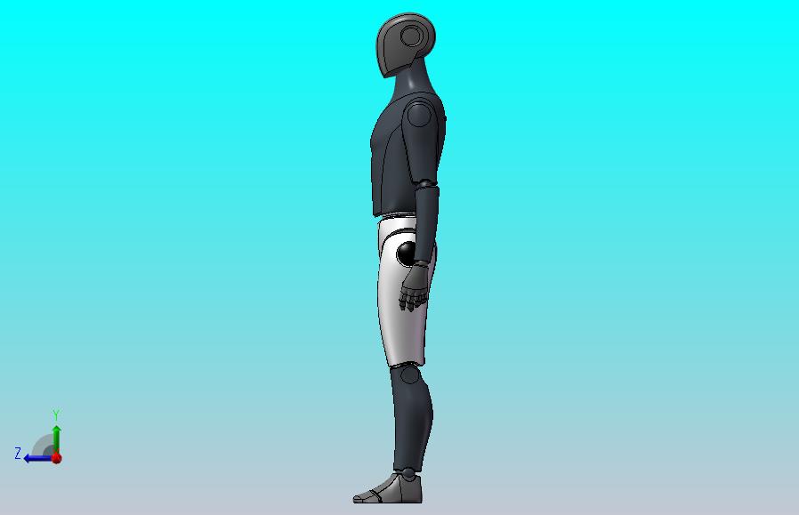 人体模型（男性）