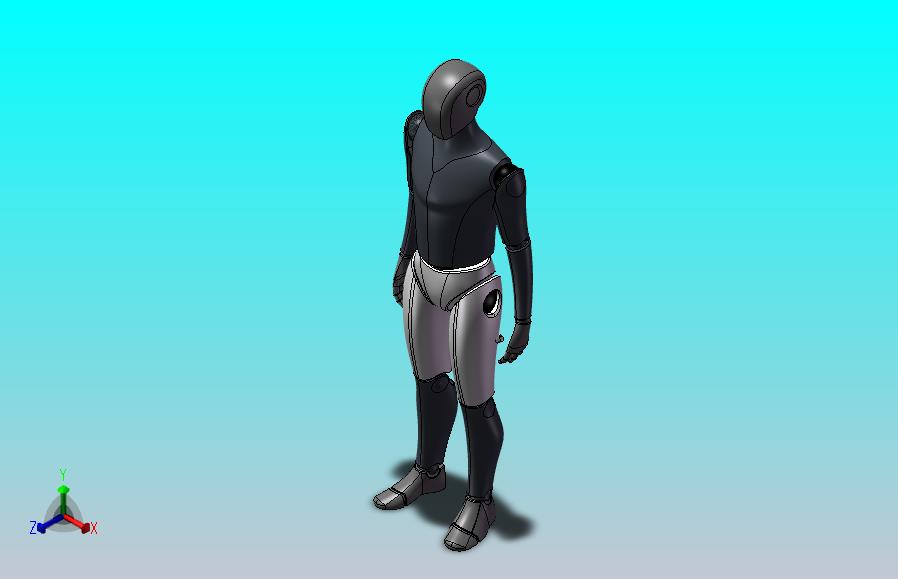 人体模型（男性）