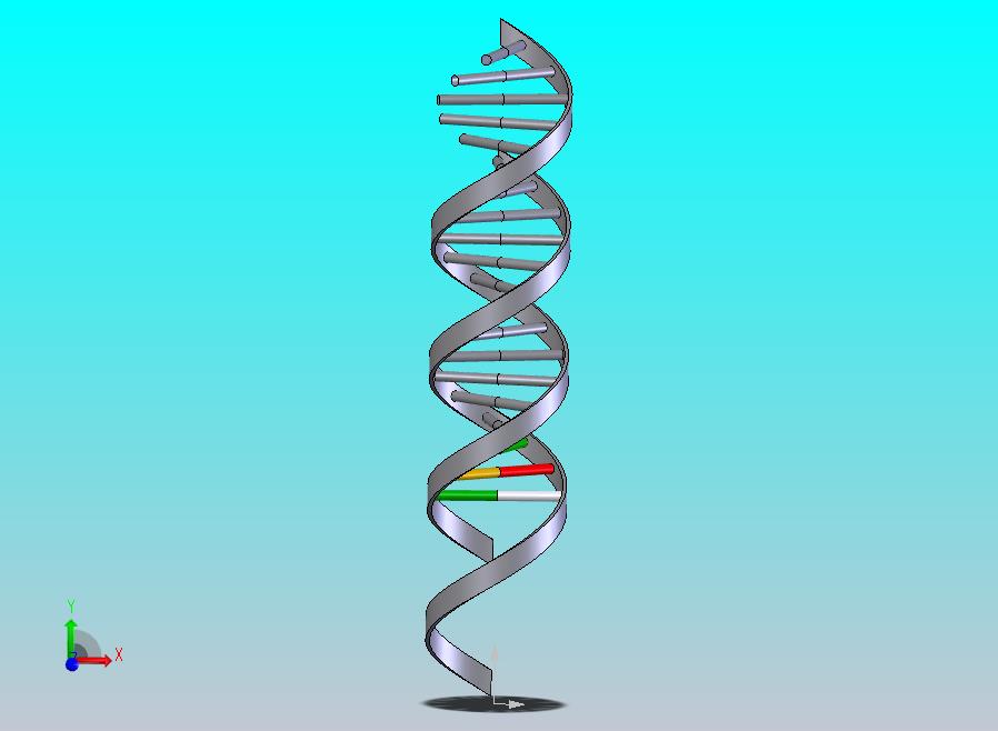 生物双螺旋DNA结构1
