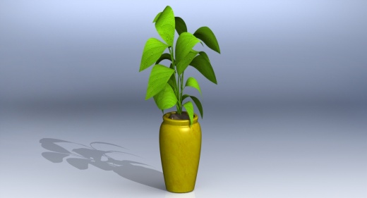 Fikus 室内植物和盆栽缩略图