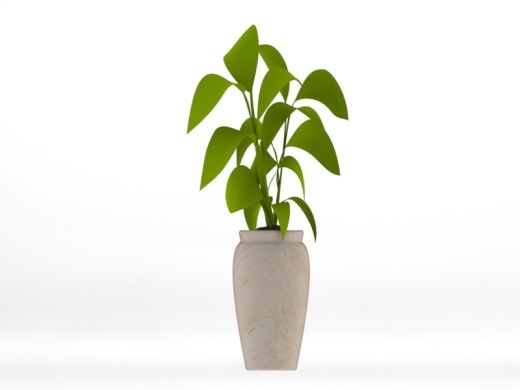 Fikus 室内植物和盆栽缩略图