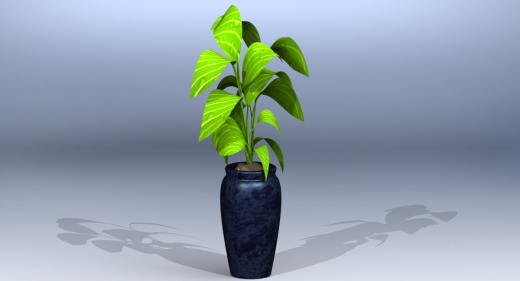 Fikus 室内植物和盆栽