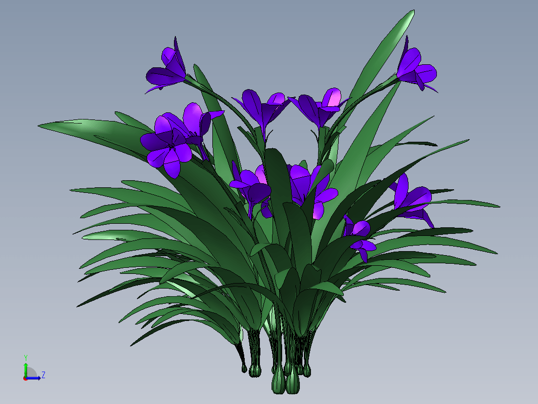 Babiana植物花模型