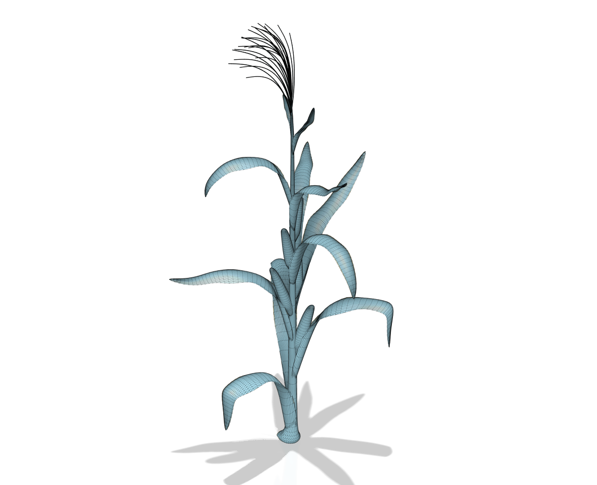 玉米植物3D模型