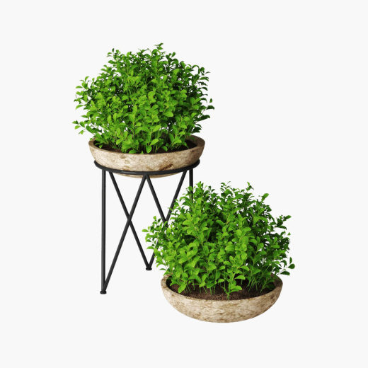 小绿叶植物盆栽缩略图